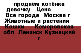 продаём котёнка девочку › Цена ­ 6 500 - Все города, Москва г. Животные и растения » Кошки   . Кемеровская обл.,Ленинск-Кузнецкий г.